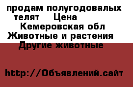 продам полугодовалых телят  › Цена ­ 18 000 - Кемеровская обл. Животные и растения » Другие животные   